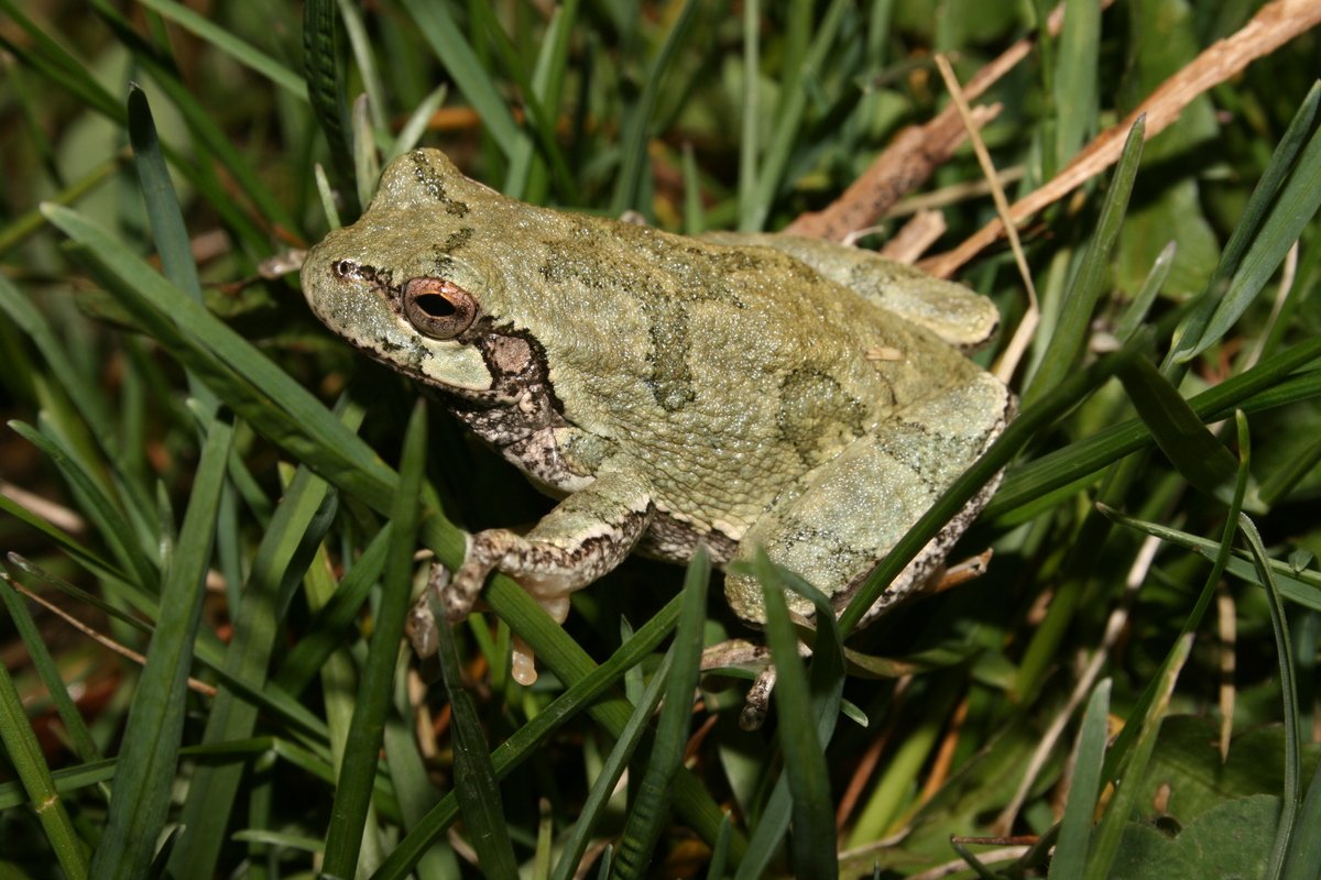 <p>Gray Tree Frog</p>