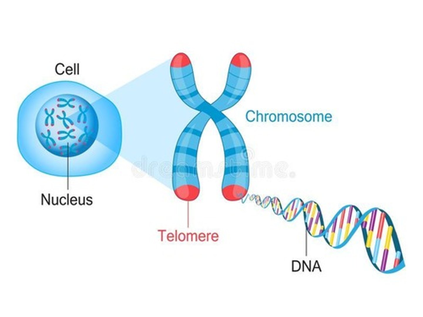 <p>A repeating sequence of DNA at the end of a chromosome that protects coding regions from being lost during replication.</p>