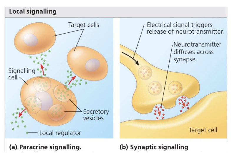 <ol><li><p><span>Paracrine signalling: One cell releases a signalling</span><br><span>molecule that acts on nearby cells. </span></p></li><li><p><span>Synaptic signalling (synaptic</span><br><span>transmission): Main communication between neurons. </span></p></li></ol><p></p>
