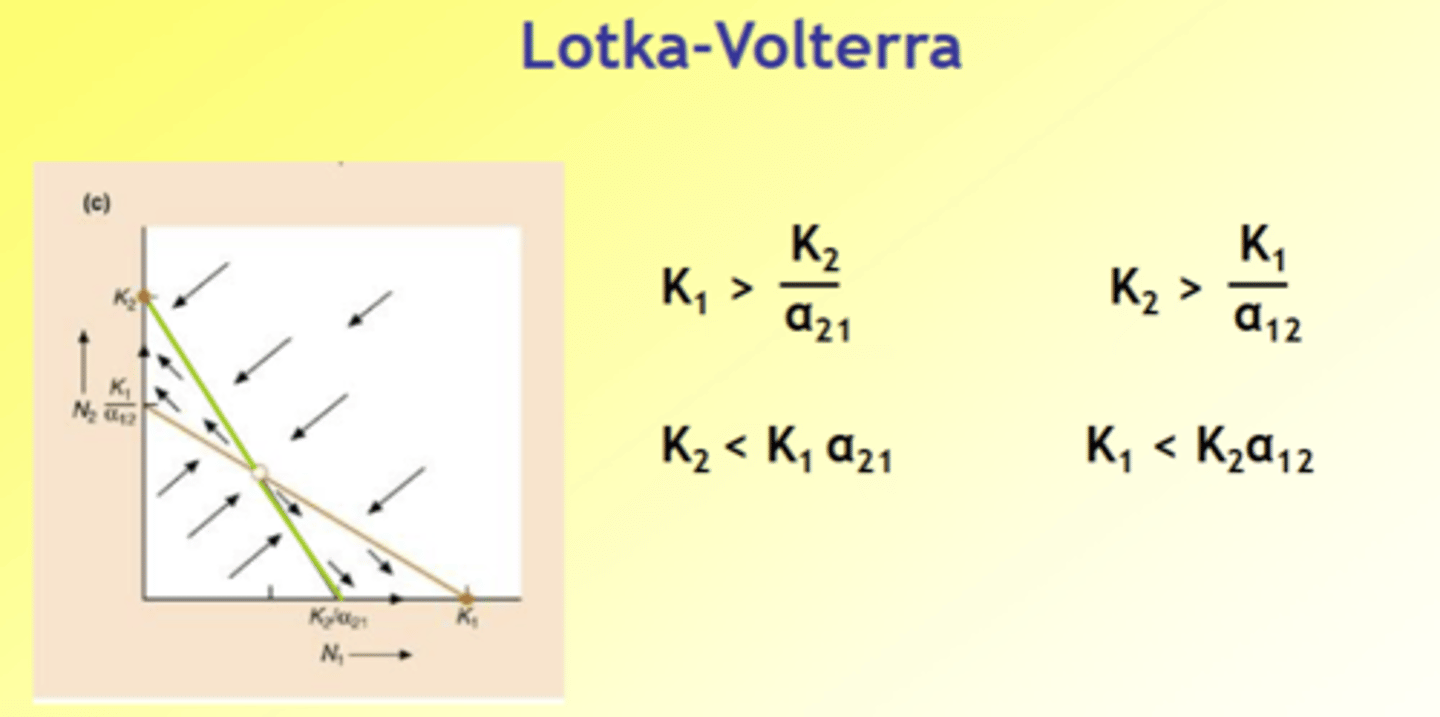 <p>- Effect of species 2 on itself < effect of species 1 on species 2</p><p>- Effect of species 1 on itself < effect of species 2 on species 1</p><p>- Both species are strong interspecific competitors, which one excludes which one depends on initial densities</p><p>Which species outcompetes which species depends on initial environment/ circumstances</p><p>if in middle unstable equilibrium</p><p>Where you start determines where it goes</p>