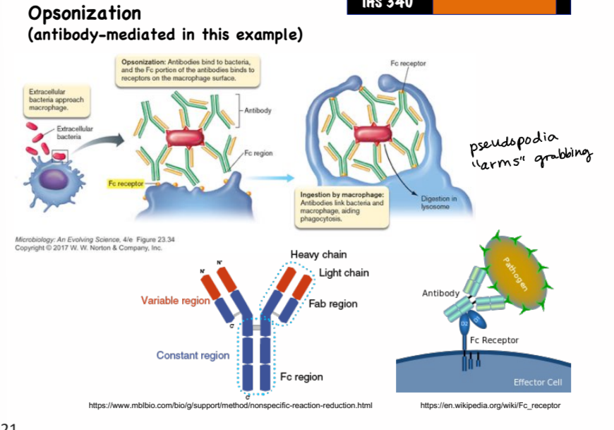 <ul><li><p>the process by which opsonins coat microorganisms and bind to receptors on phagocytes to improve chance of phagocytosis</p></li><li><p>some phagocytosis receptors are opsonin-independent</p></li></ul><p></p>