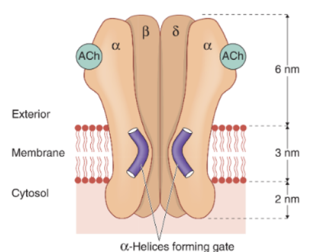 <p>Has 5 subunits, each has an alpha helices in the middle&nbsp;</p><ul><li><p>Helices act as a gate, undergo a conformational change when receiving acetylcholine at the two alpha subunits (open)</p></li><li><p>Allows influx of sodium into the cell to generate an action potential </p></li></ul><p></p>