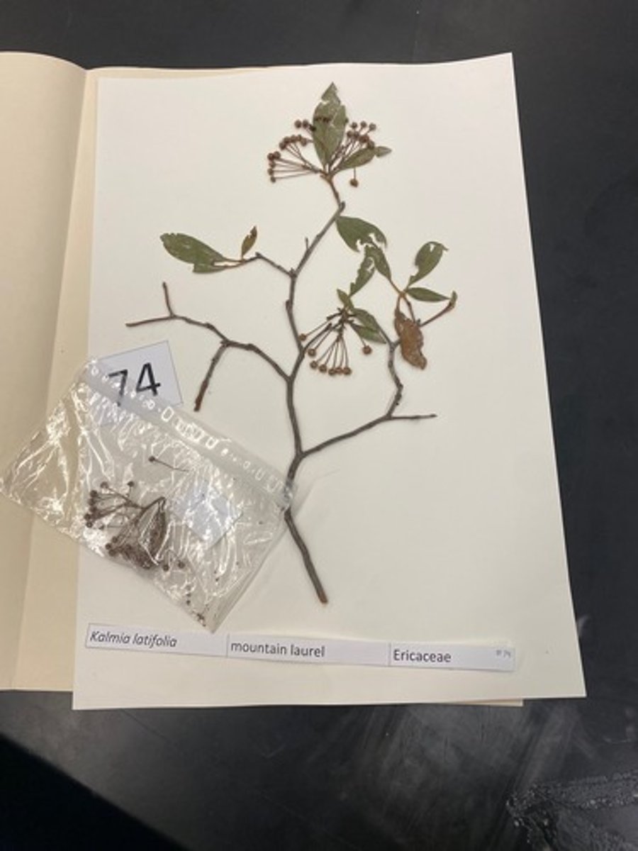 <p>Kalmia latifolia (Ericaceae)</p>