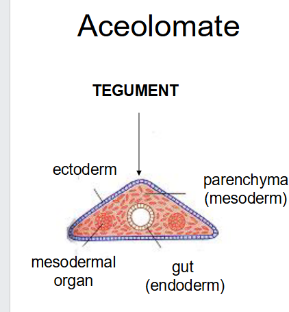 <p>what have this body plan</p>
