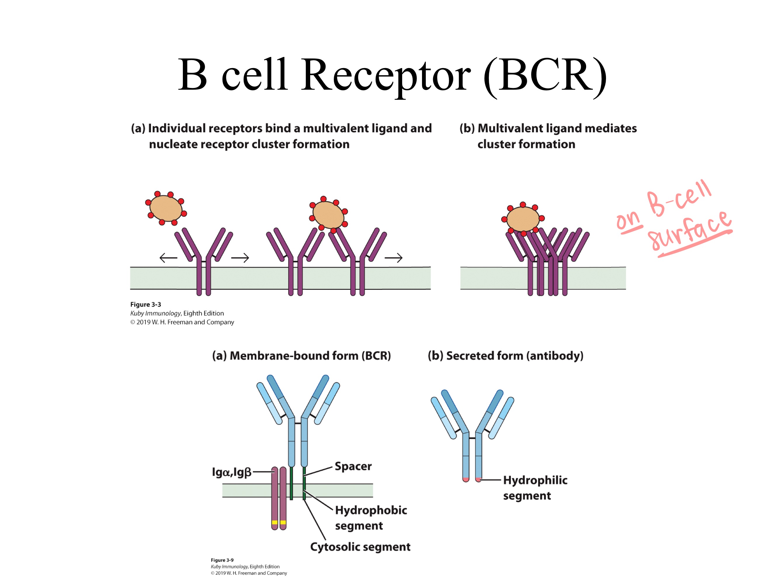 <p>BCRs have receptors on _</p>