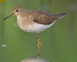 <p><span><span>Tringa solitaria</span></span></p>