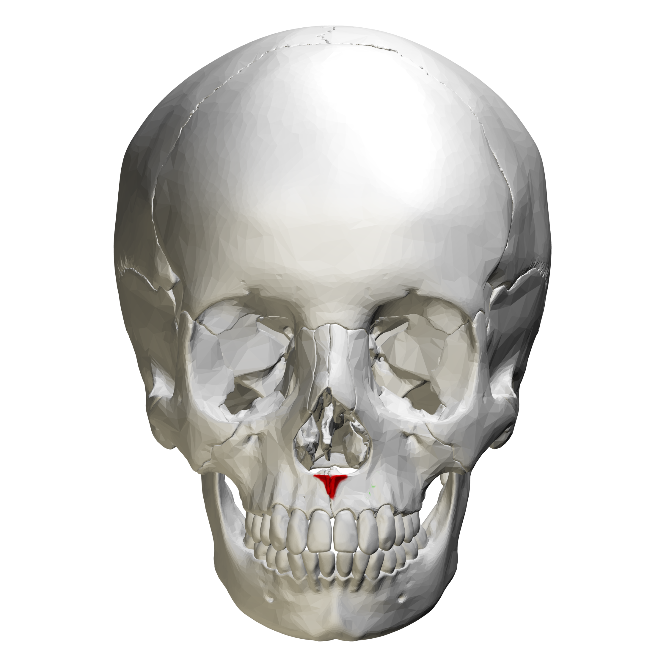 of the maxilla