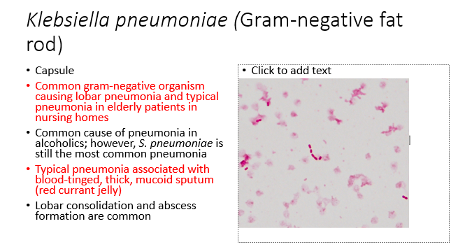 <ul><li><p><span>Capsule</span></p></li><li><p><span>Common gram-negative organism causing lobar pneumonia and typical pneumonia in elderly patients in nursing homes</span></p></li><li><p><span>Common cause of pneumonia in alcoholics; however,&nbsp;</span><em><span>S. pneumoniae</span></em><span>&nbsp;is still the most common pneumonia</span></p></li><li><p><span>Typical pneumonia associated with blood-tinged, thick, mucoid sputum (red currant jelly)</span></p></li><li><p><span>Lobar consolidation and abscess formation are common</span></p></li></ul>