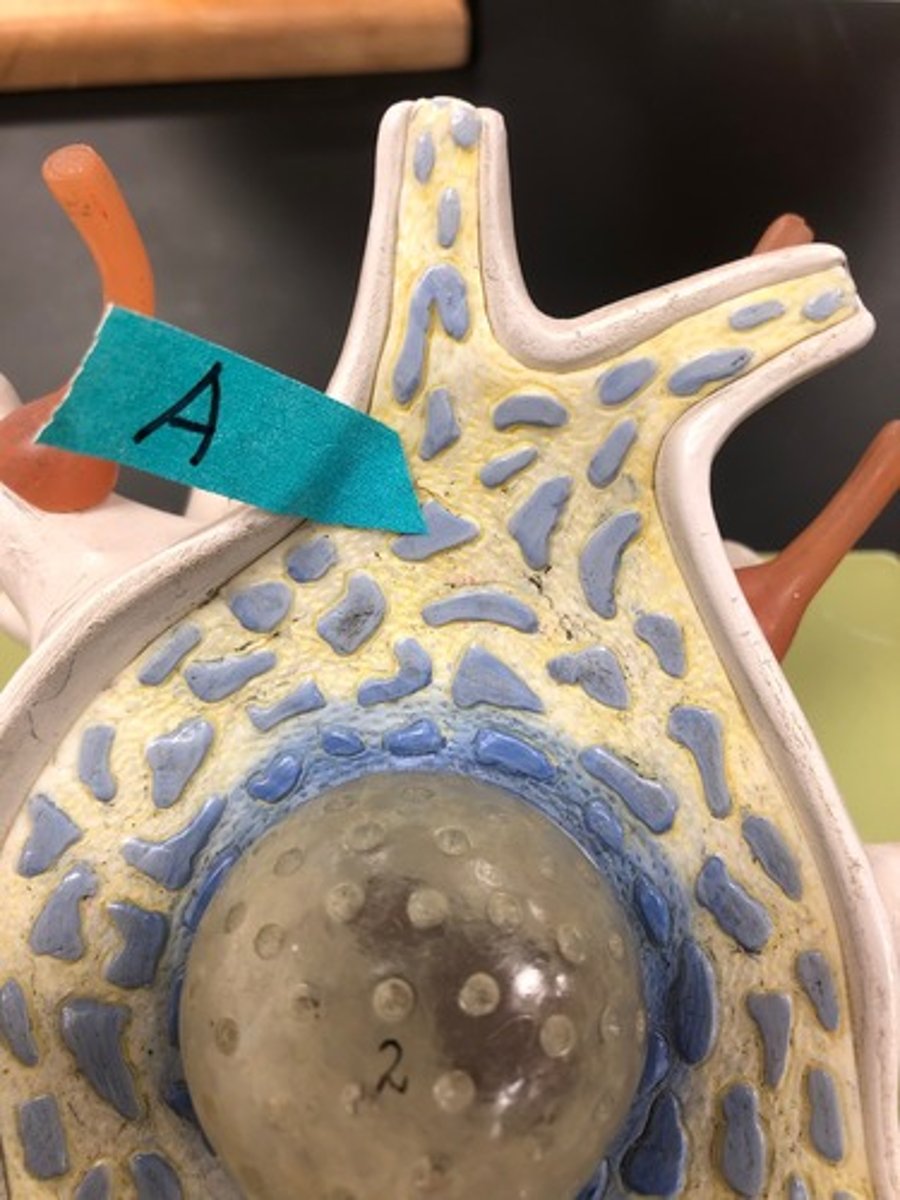<p>Identify these blue structures.</p>