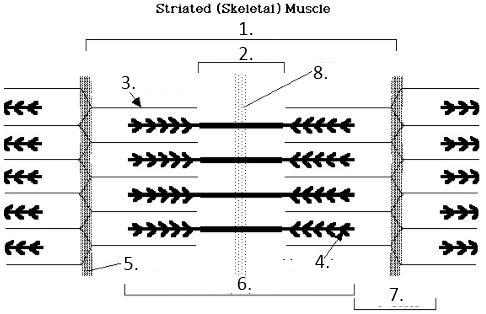 <p>I band</p>