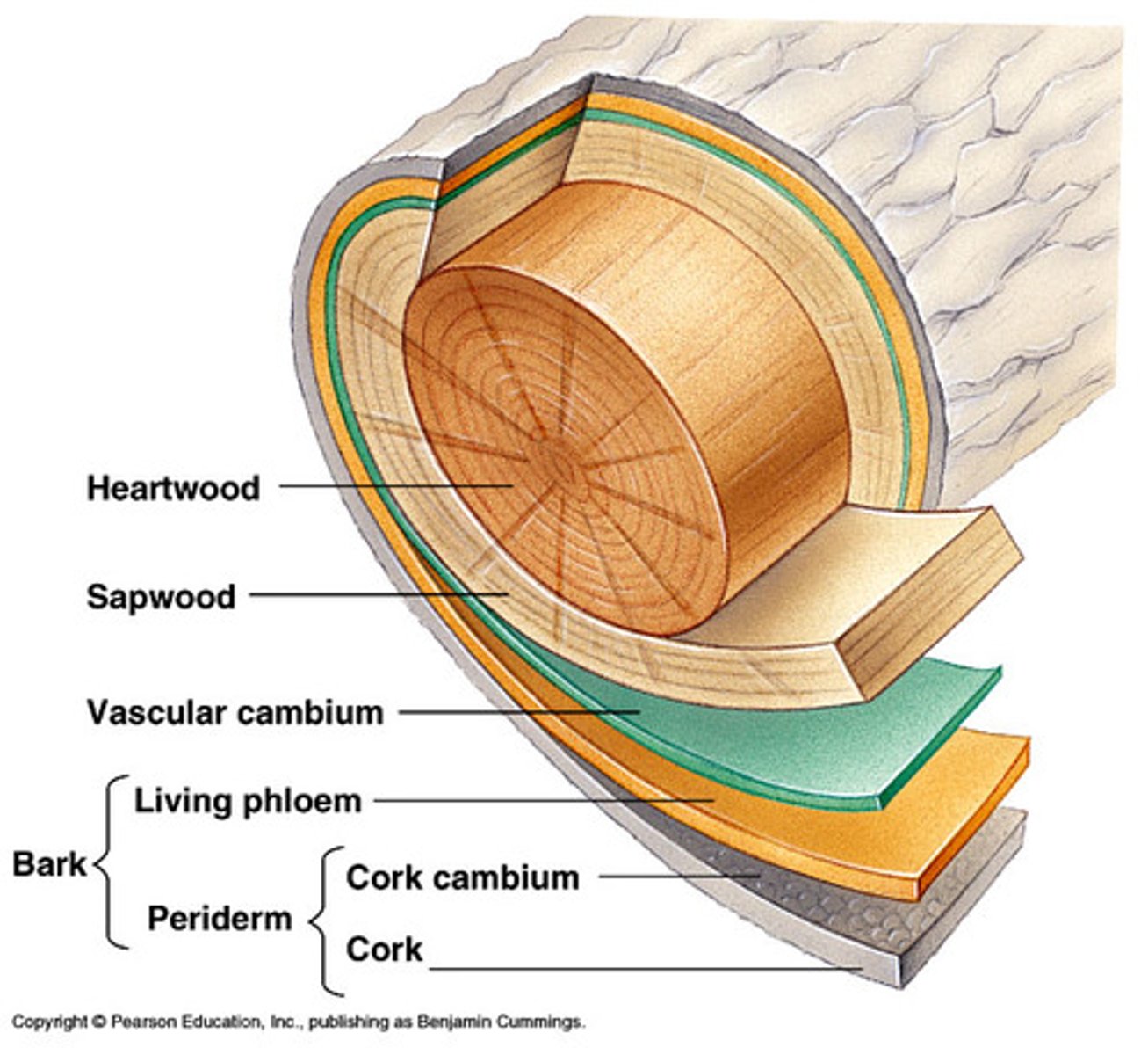 <p>= The protective coat that replaces the epidermis in plants during secondary growth<br>= Cork and Cork cambium.</p>