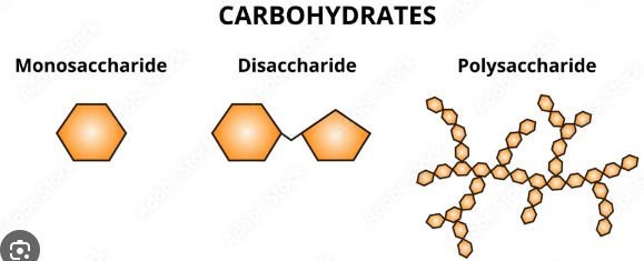 <p>Carbohydrates are categorized as&nbsp;monosaccharides, disaccharides, or&nbsp;polysaccharides:</p><p><strong><span>Monosaccharides</span></strong>: the monomer of a carbohydrate is called is the monosaccharide, an example of a monosaccharide is glucose</p><p><span>Disaccharide: two monosaccharides that bond together</span></p><p><strong><span>Polysaccharides</span></strong>: several monosaccharides bonded together, can contain thousands of monosaccharides, are good at storing energy, such as starch for plants</p>