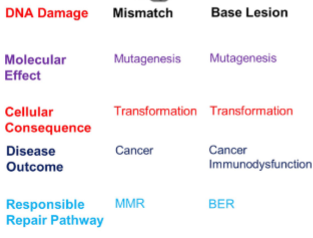<p>BER = Base Excision Repair</p>