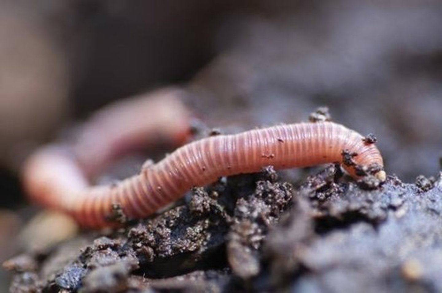 <p>The long, narrow, slimy body allows the worm to burrow in the soil.</p>