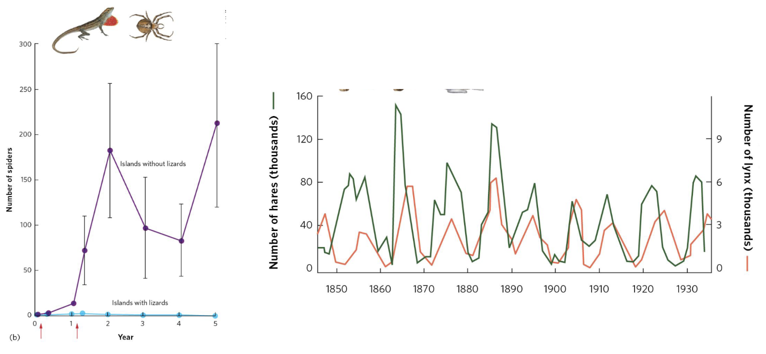 <ul><li><p><span style="background-color: transparent;"><span>Can be direct or indirect, artificial or natural</span></span></p></li><li><p><span><span>Ex.</span></span><span style="background-color: transparent;"><span> Lizard Predation on Spiders</span></span></p><ul><li><p><span style="background-color: transparent;"><span>Islands with predatory lizards had lower spider density</span></span></p></li><li><p><span style="background-color: transparent;"><span>Islands without predatory lizard had much higher spider densities</span></span></p></li><li><p><span style="background-color: transparent;"><span>Tested experimentally to verify this natural occurrence is caused by predation by lizards</span></span></p></li></ul></li><li><p><span><span>Ex.</span></span><span style="background-color: transparent;"><span> Snowshoe Hares and Lynx</span></span></p><ul><li><p><span style="background-color: transparent;"><span>Major case study</span></span></p></li><li><p><span style="background-color: transparent;"><span>Approximately 10 years cycles</span></span></p></li><li><p><span style="background-color: transparent;"><span>Fluctuate closely- indication of predators impacting prey cycles very strongly</span></span></p></li></ul></li></ul><p></p>