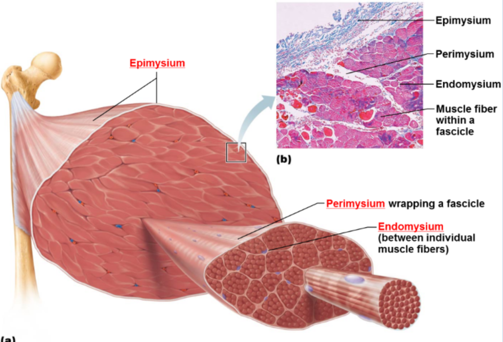 <p>Surrounds each muscle fiber, sub diving the fascicles</p>