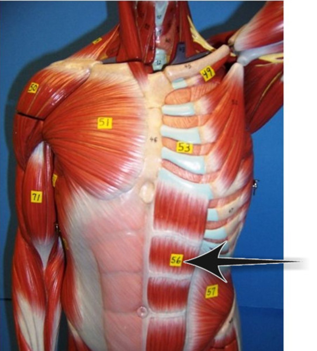 <p>Identify what the arrow is pointing to</p>