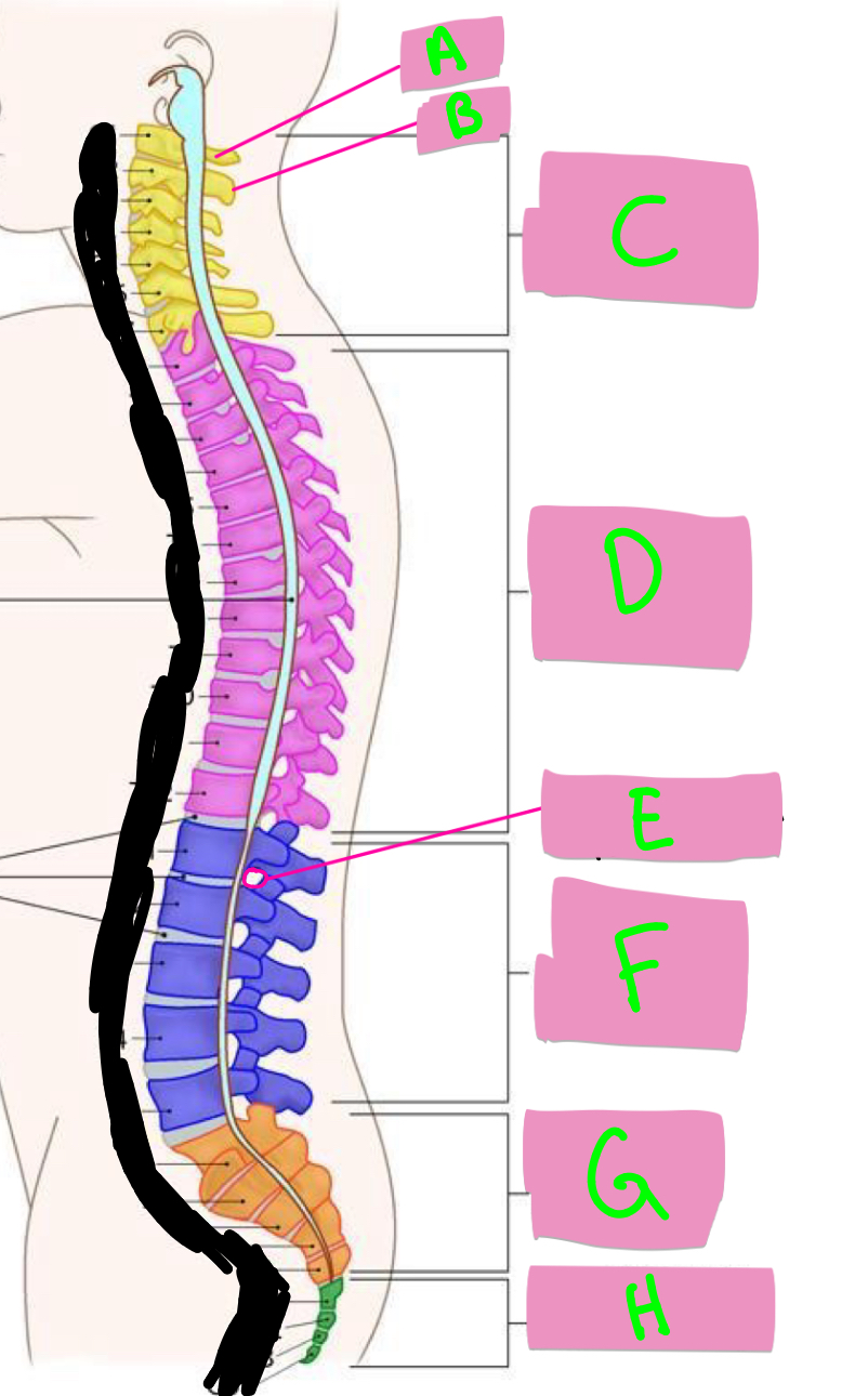 <p>What’s A-D? </p>