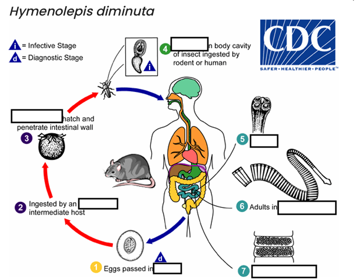 (1) The mature eggs are
ingested by an intermediate host (various___________)