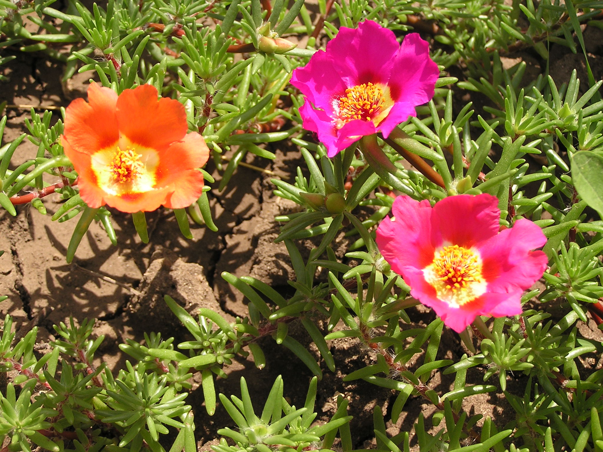 <p><span style="font-family: Inter, helvetica, arial, sans-serif">Moss rose plants or moss-rose purslane</span></p>