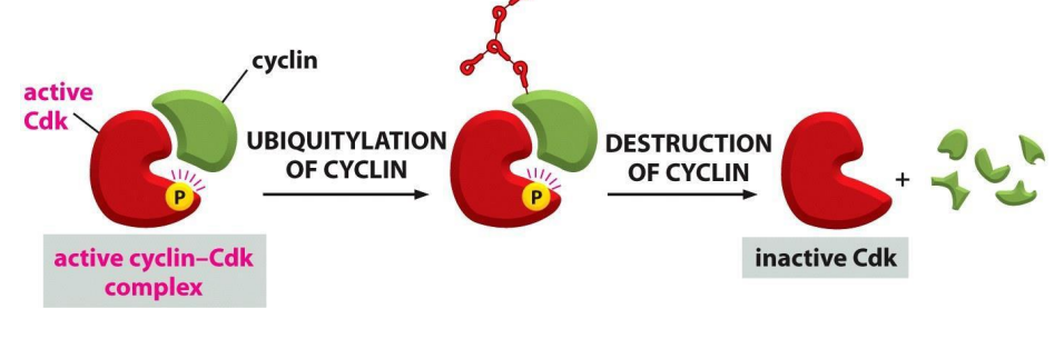 <p>- the activity of Cdk is also regulated by cyclin degredation, for example by ubiquitination</p><p>.D</p><p>- basically ubiquitylation marks the complex for degredation</p><p>- ubiquitylation is stimulated by ubiquitin-protein ligases</p>