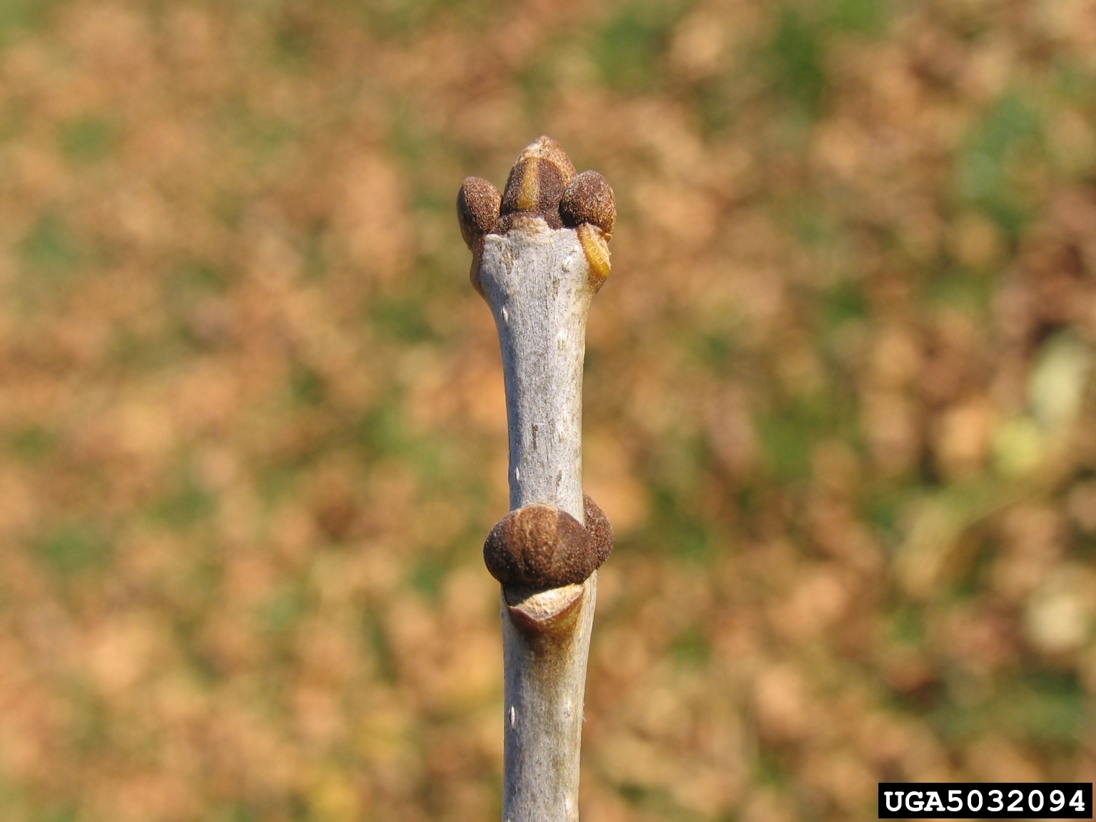 <p>diamond bark, thick twigs, buds sit in leaf scar, opposite, rounded small buds</p>