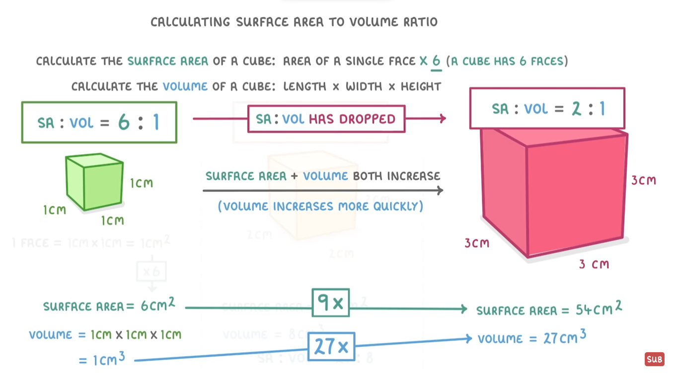 knowt flashcard image