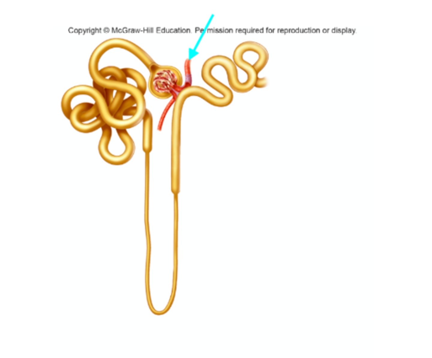<p>What structure of the kidneys is the blue arrow pointing at?</p>
