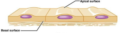 <p>what type of epithelia is shown?</p>