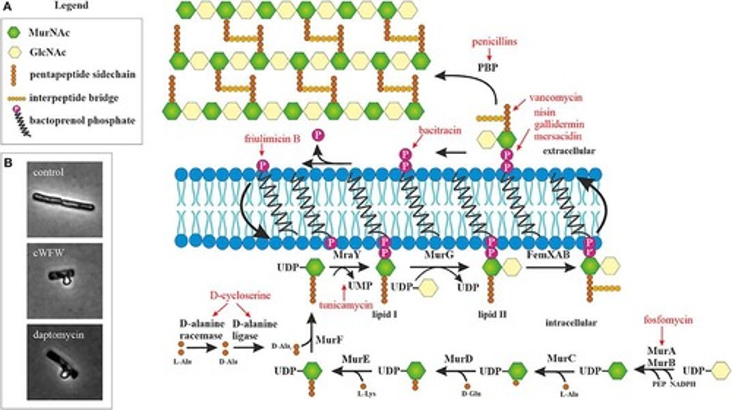 <p>They bind to transpeptidase, preventing crosslinking in the cell wall, leading to a weakened structure.</p>