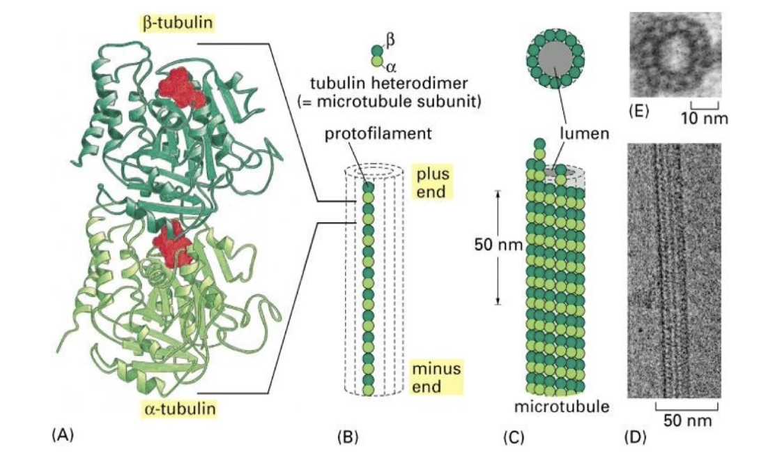 <ul><li><p>Both α &amp; β tubulin bind <strong>GTP</strong></p><ul><li><p><strong>α-tubulin</strong>: GTP is <strong>tightly bound</strong>, <strong>never hydrolyzed or exchanged</strong></p></li><li><p><strong>β-tubulin</strong>: GTP is <strong>hydrolyzed to GDP</strong>, then <strong>exchanged back to GTP</strong></p></li></ul></li><li><p>Tubulin dimers are added/removed as <strong>α-β pairs</strong></p></li><li><p><strong>α-β-GTP dimers</strong>: <strong>high affinity</strong> for microtubules</p></li><li><p><strong>α-β-GDP dimers</strong>: <strong>low affinity</strong> → more likely to dissociate</p></li></ul><p></p>