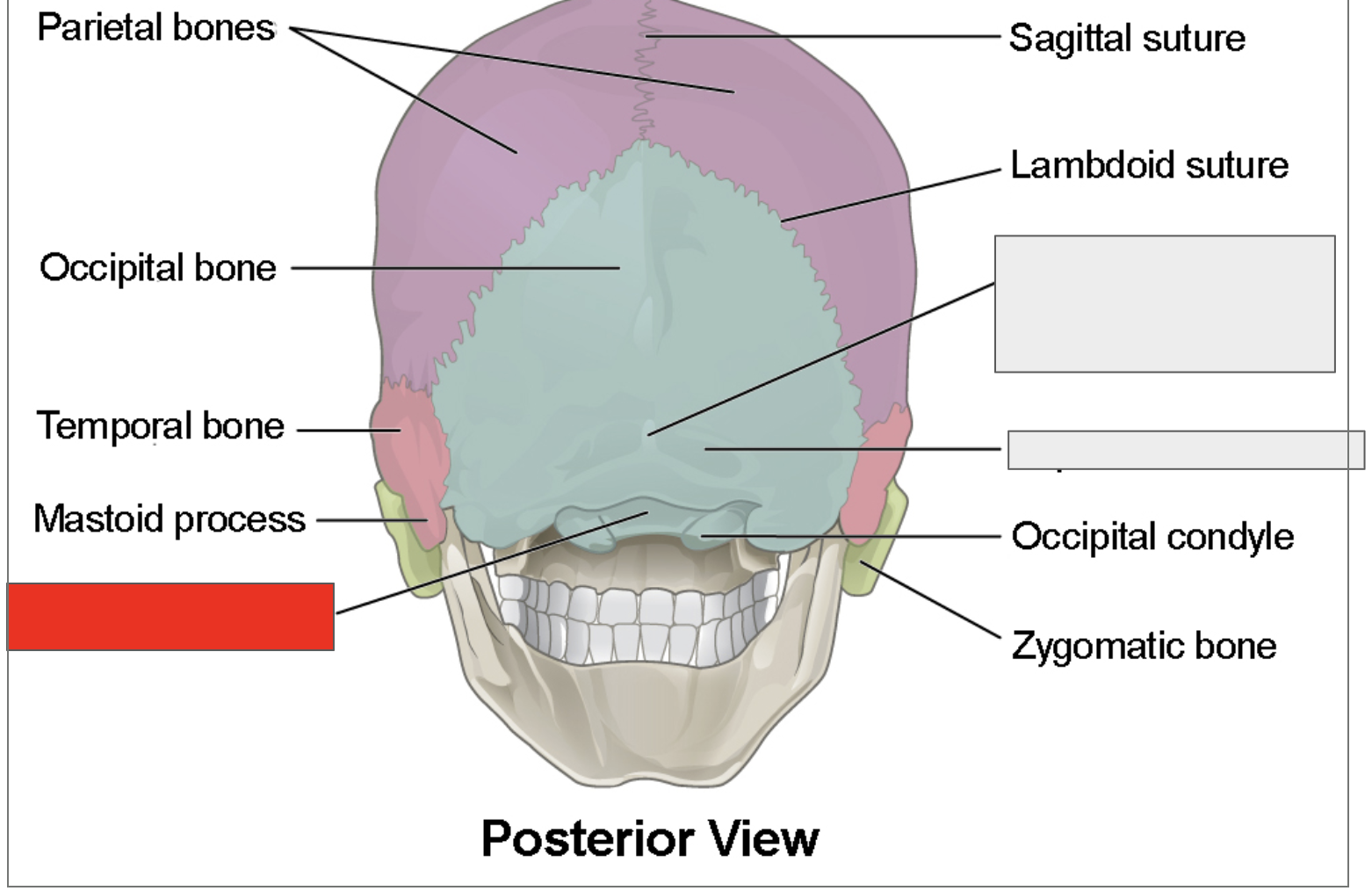 <p>Name the covered bone</p>