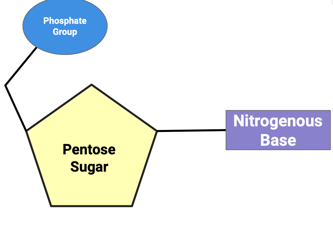 <p>The phosphate group and nitrogenous base must connect at the correct corners of the pentagon</p>