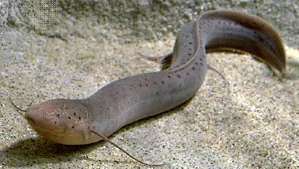 <p>Order Ceratodontiformes</p>