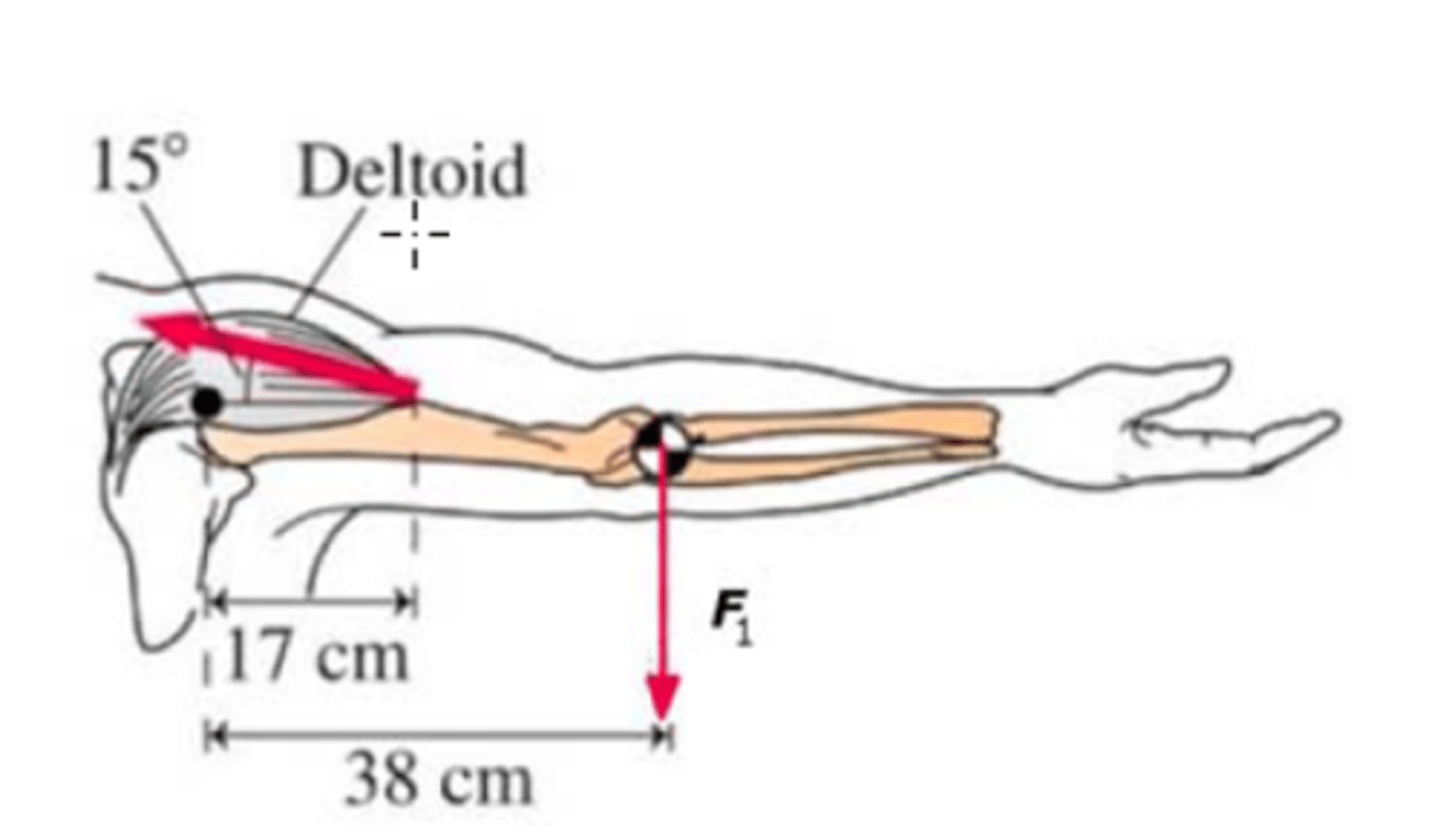 <p>1. downwards and rightwards</p><p>2. downwards and leftwards</p><p>3. upwards and rightwards</p><p>4. upwards and leftwards</p><p>Downwards and rightwards. According to the 3rd law of newton the shoulder joint force will have a reaction force in the opposite direction</p>