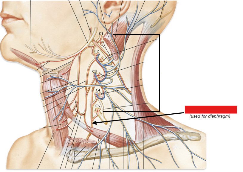 <p>Which nerve of the spinal nerves is:</p><ul><li><p>Used for diaphragm</p></li><li><p>Originates from C3, C4, and C5</p></li></ul><p></p>