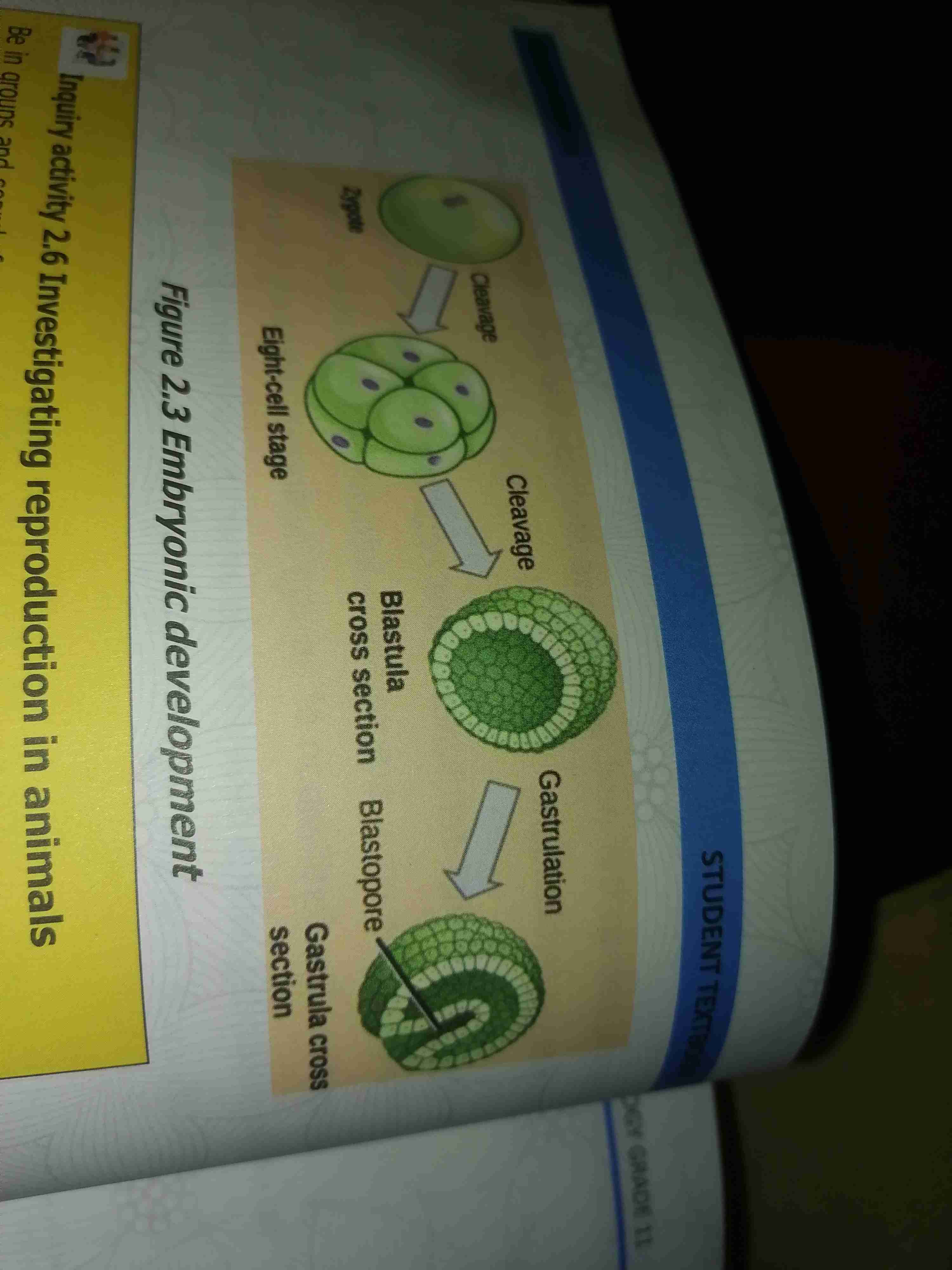 <p>Series of embryonic development occurs In this stage</p><p>1stage is cleavage which involves mitotic division of zygote to produce eight cell structure</p><p>2stage the another cell division and rearrangement of cell into hollow structured cell blastula</p><p>Then undergoes further cell division and rearrangement with the process of gastrulation <span style="color: var(--color-neutral-black)">which produce gastrula that has different cell layers called germ layer</span></p><p><span style="color: var(--color-neutral-black)">By the process organogensis these germ layer later develop into different tissue organ and organ system or</span></p><p><span style="color: var(--color-neutral-black)">Formation of organ during embryonic development is called organogenesis</span></p>