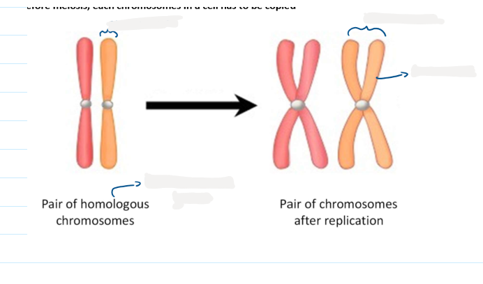 <p>Label these homologous chromatids and chromosomes after replication</p>