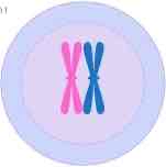 <p>meiosis one, prophase</p>