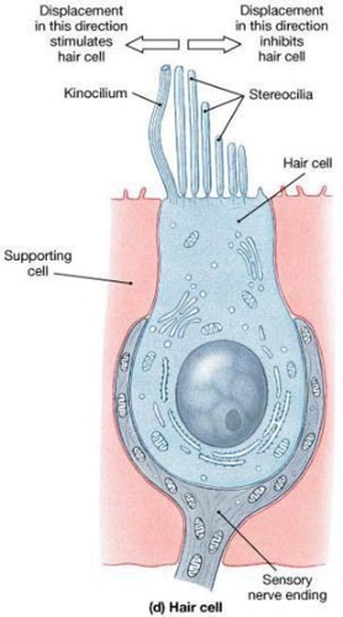 <p>Mechanoreceptors within the sensory regions.</p>
