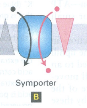 <ul><li><p>you want to move one molecule in but its against its concentration gradient</p></li><li><p>proteins have evolved to let that molecule of interest hitch a ride on a molecule thats coming in WITH its concentration gradient </p></li></ul><p></p>