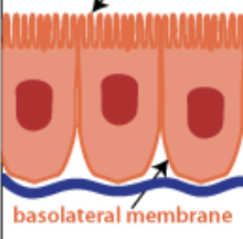 <p>Basal surface</p>