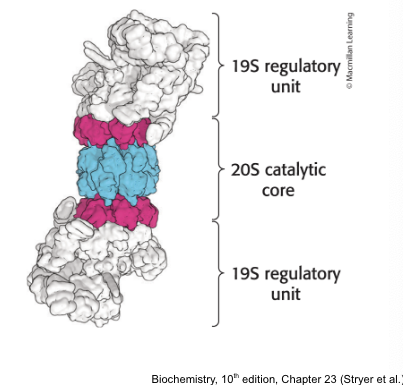 <p>digests the ubiquitin-tagged proteins</p><ul><li><p>proteasome (26S proteasome) = a large, ATP-driven protease complex that digests ubiquitinated proteins</p></li><li><p>the 26S proteasome = complex of 2 components </p><ul><li><p><strong>one</strong> <strong>20S</strong> catalytic unit arranged as barrel</p></li><li><p><strong>two 19S</strong> regulatory units that control access to the interior of the 20S catalytic subunit</p></li></ul></li></ul><p></p>