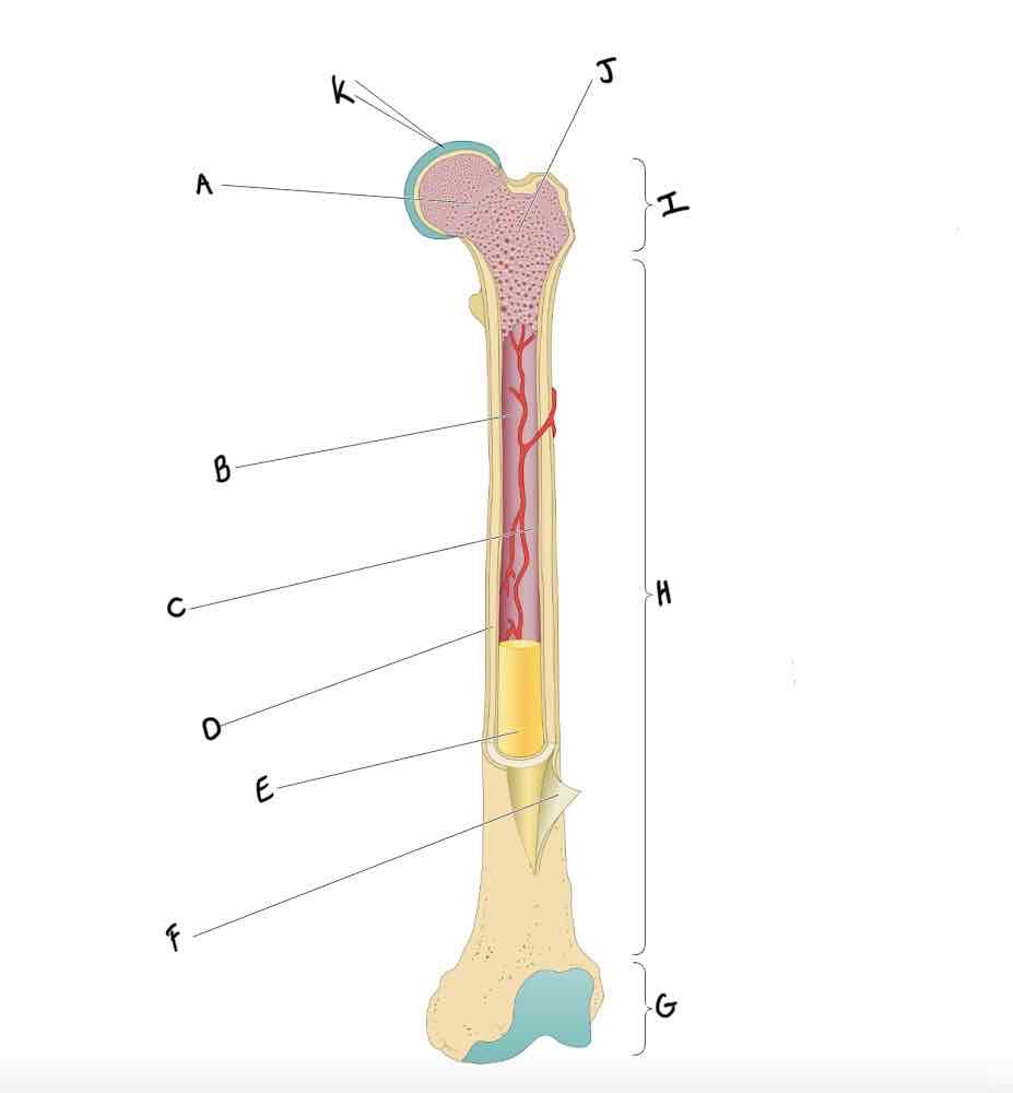 <p>What structure of the long bone is labeled J?</p>