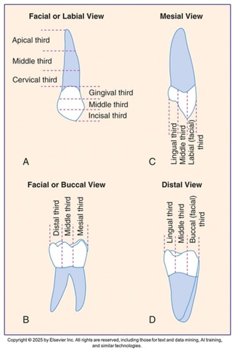 <p>C labial</p><p>C middle</p><p>C lingual</p><p>R labial</p><p>R lingual</p>
