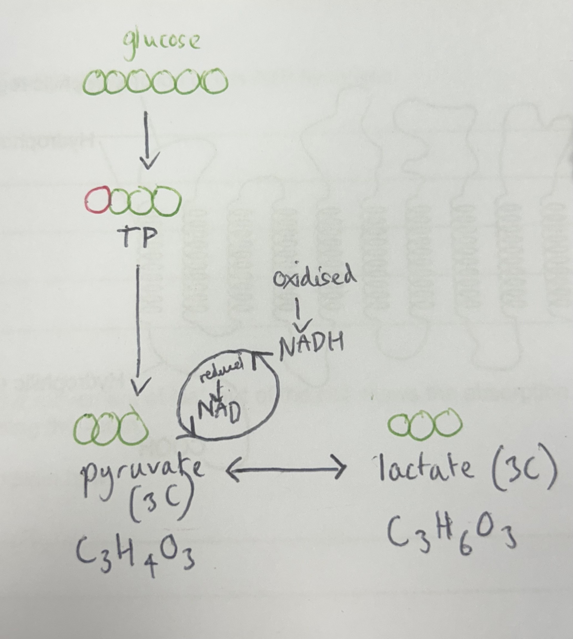 <p>what does this image show</p>