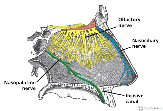 <p>Name the nerve of CN V2</p>