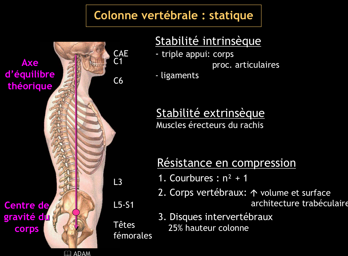 <p>• Par les courbures (loi d’Euler : n² + 1)</p><p>• Par l’empilement des corps vertébraux (surface et volume croissants→ architecture trabéculaire)</p><p>• Par les disques intervertébraux (25% hauteur colonne)</p>