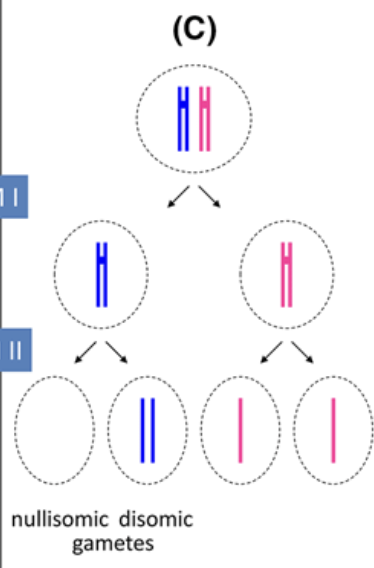 <p>Failure of chromosomes to seperate during anaphase of meiosis 2, leading to half of the offspring to be aneuploid (one 2n+1, the other 2n-1 after gamete addition) </p>