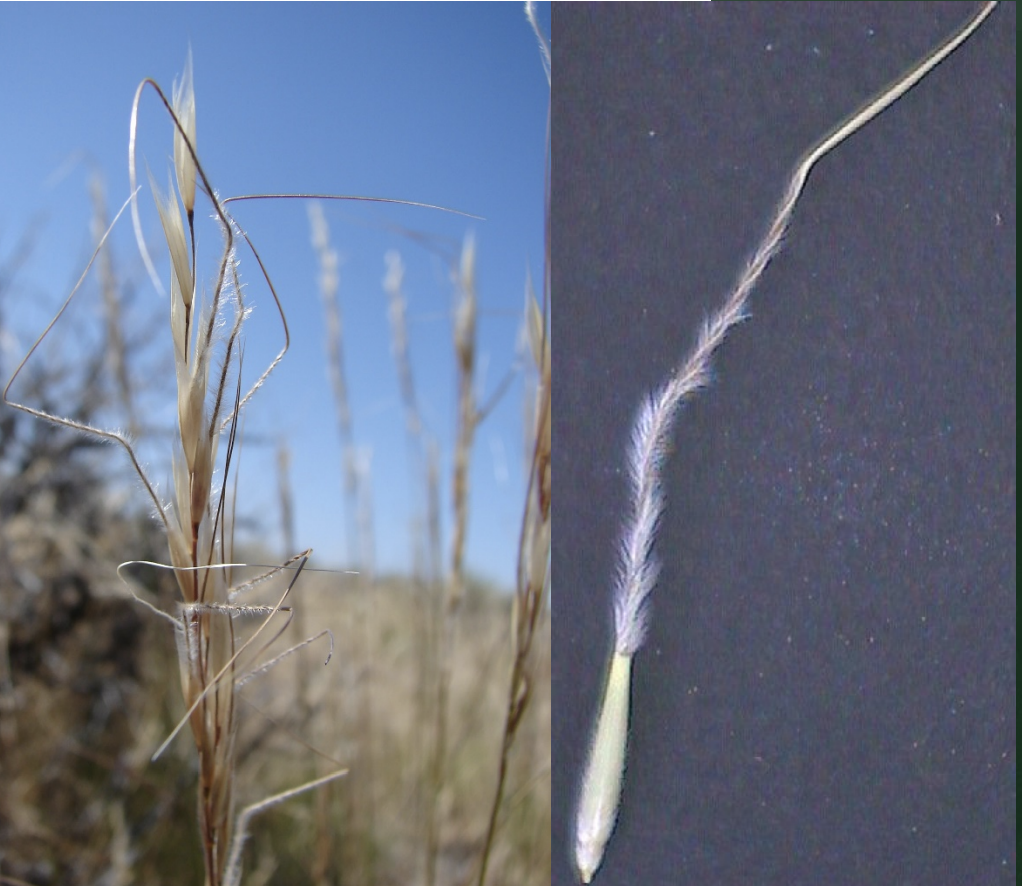 <p>What is this plant’s scientific name?</p>